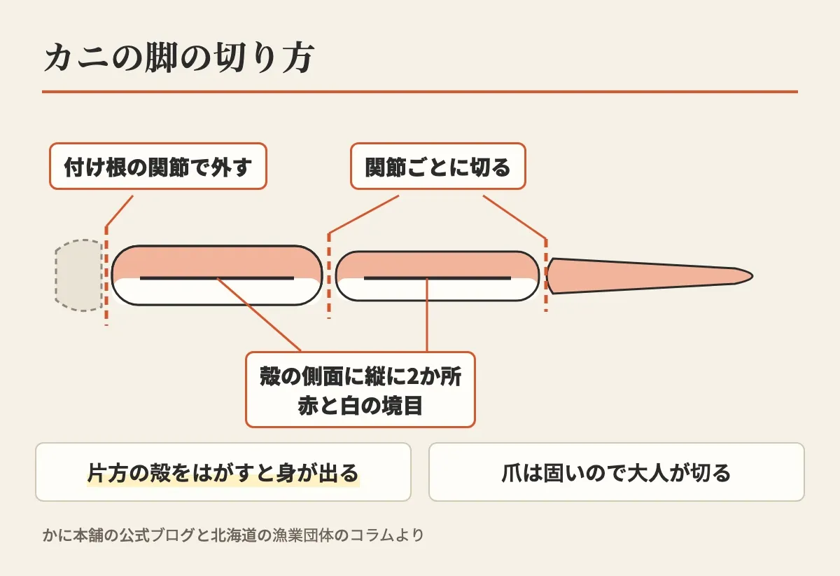 カニの脚の切り方として、付け根の関節で外す、関節ごとに切る、殻の側面の赤と白の境目に縦に2か所切れ目を入れることを脚の絵で示し、片方の殻をはがすと身が出る、爪は固いので大人が切ると添えた図