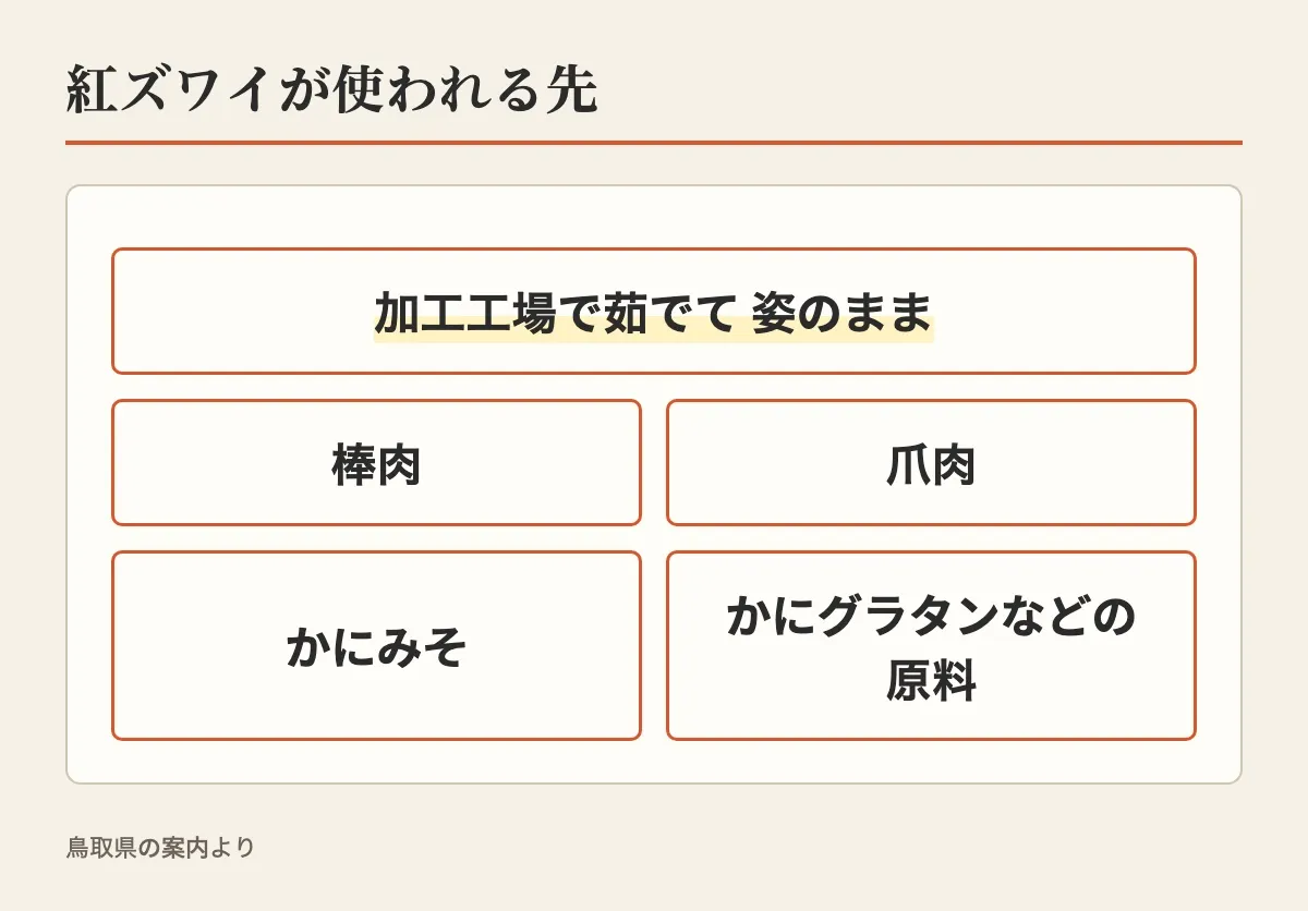 紅ズワイは加工工場で茹でて姿のまま売られるほか、棒肉・爪肉・かにみそ・かにグラタンなどの原料に使われることを示した図