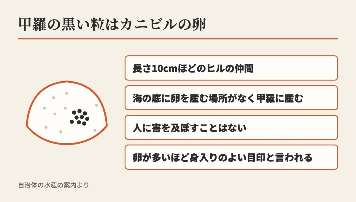 甲羅の黒い粒はカニビルの卵として、長さ10cmほどのヒルの仲間で、海の底に卵を産む場所がなく甲羅に産み、人に害を及ぼすことはなく、卵が多いほど身入りのよい目印と言われる、と甲羅の絵の横に並べた図